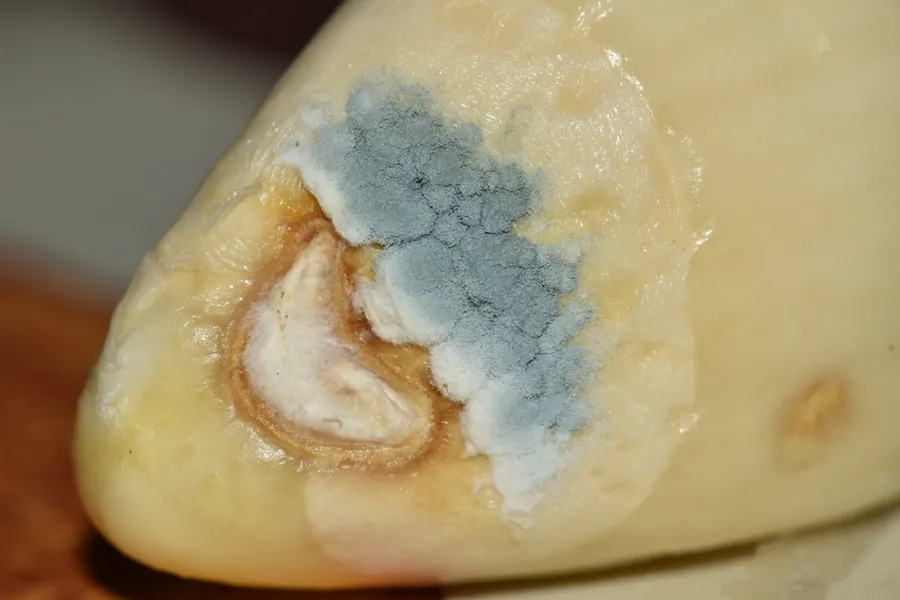 Dokumentasi Penicillium hirsutum — Fotografi