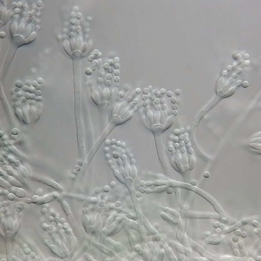 Dokumentasi Penicillium spinulosum — Fotografi