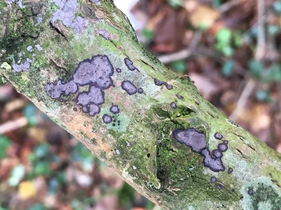 Dokumentasi Peniophora limitata — Fotografi