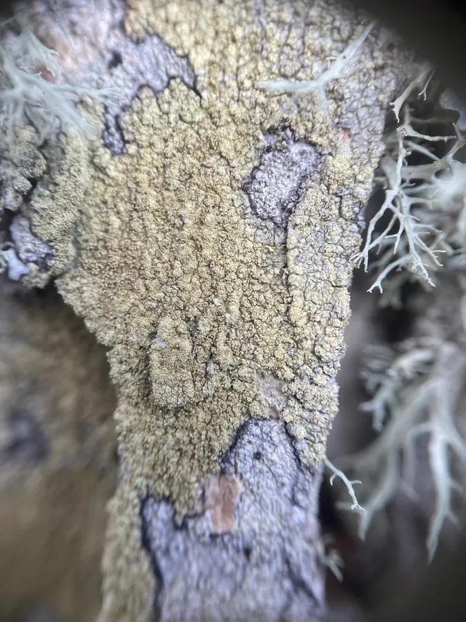 Dokumentasi Pertusaria flavida — Fotografi