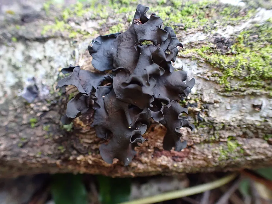 Dokumentasi Phaeotremella eugeniae — Fotografi