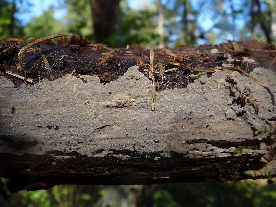 Dokumentasi Phlebia lilascens — Fotografi