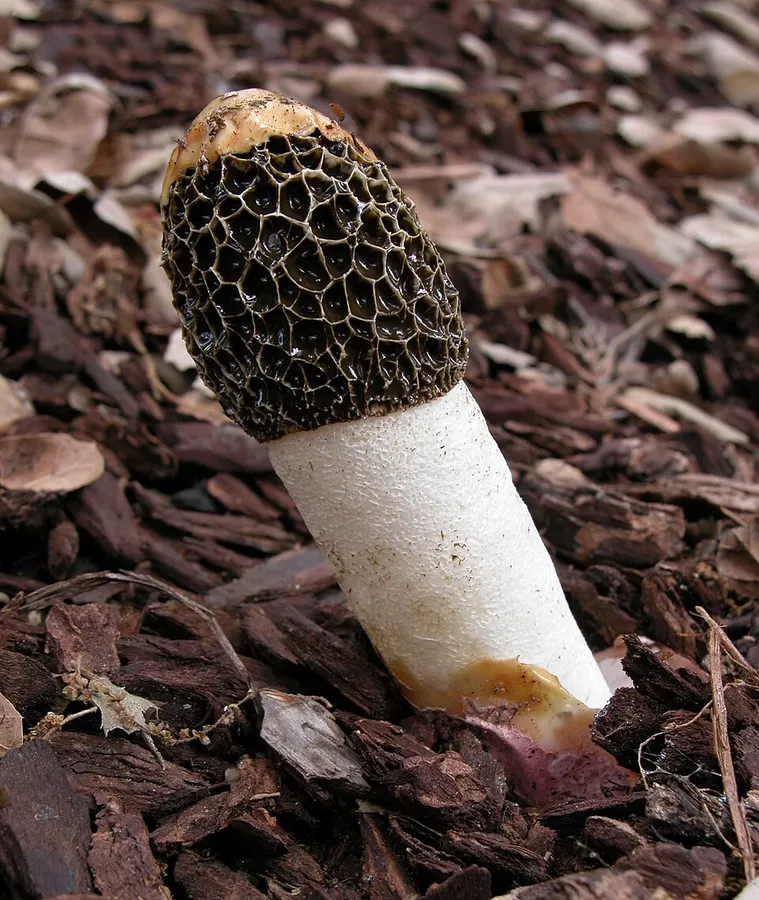 Dokumentasi Phallus hadriani — Fotografi