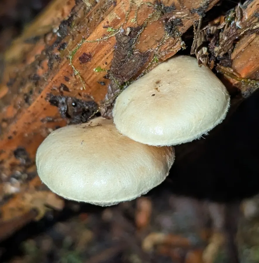 Dokumentasi Pholiota scamba — Fotografi