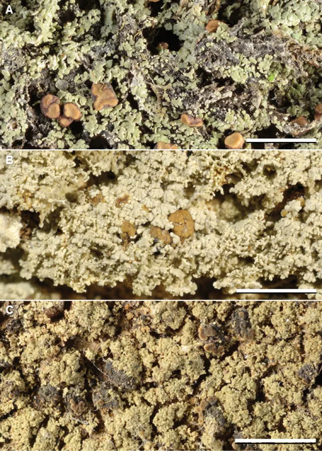 Dokumentasi Phyllopsora dolichospora — Pelat ilmiah