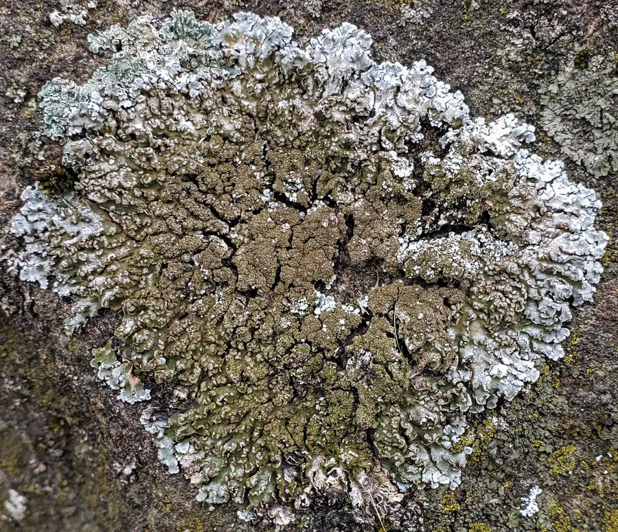 Dokumentasi Physconia enteroxantha — Fotografi