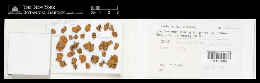 Dokumentasi Placomaronea minima — Voucher herbarium