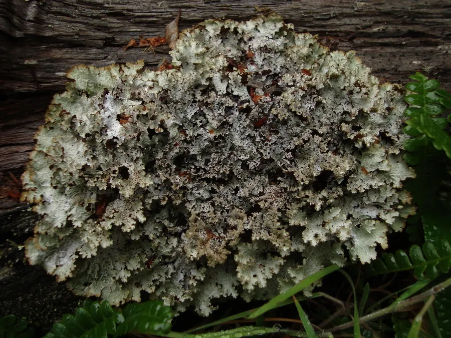 Dokumentasi Platismatia glauca — Fotografi