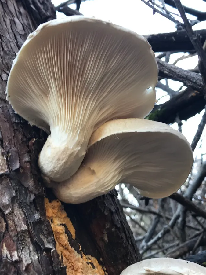 Dokumentasi Pleurotus dryinus — Fotografi