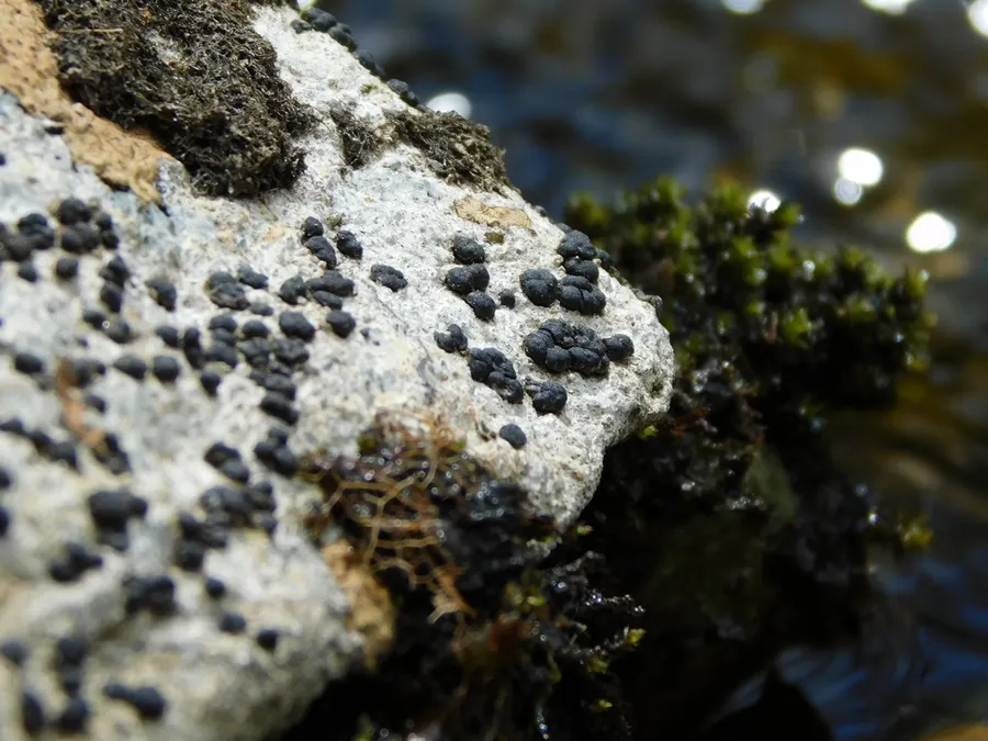 Dokumentasi Porpidia macrocarpa — Fotografi