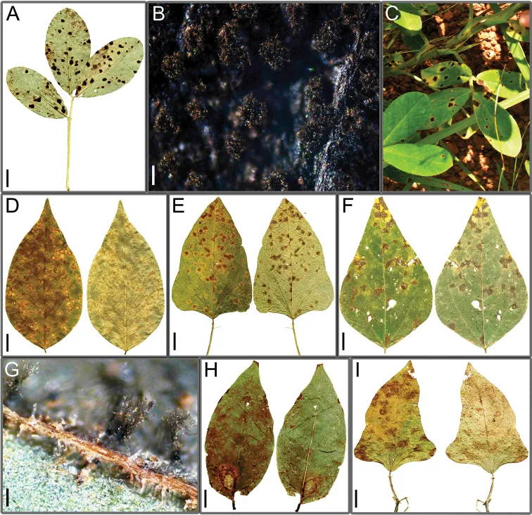 Dokumentasi Pseudocercospora griseola — Pelat ilmiah