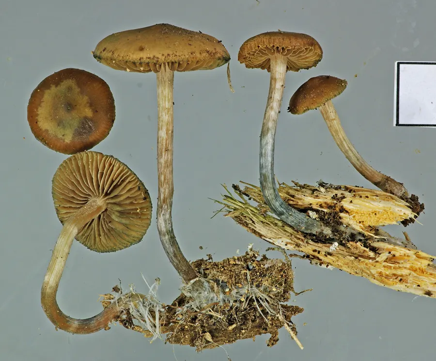 Dokumentasi Psilocybe makarorae — Fotografi