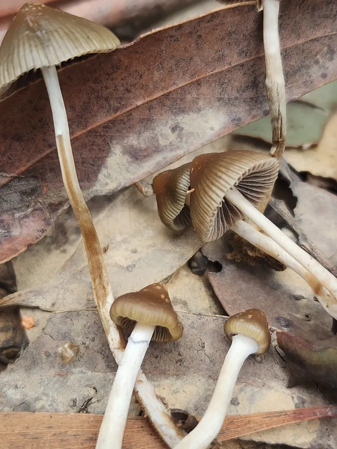 Dokumentasi Psilocybe tasmaniana — Fotografi