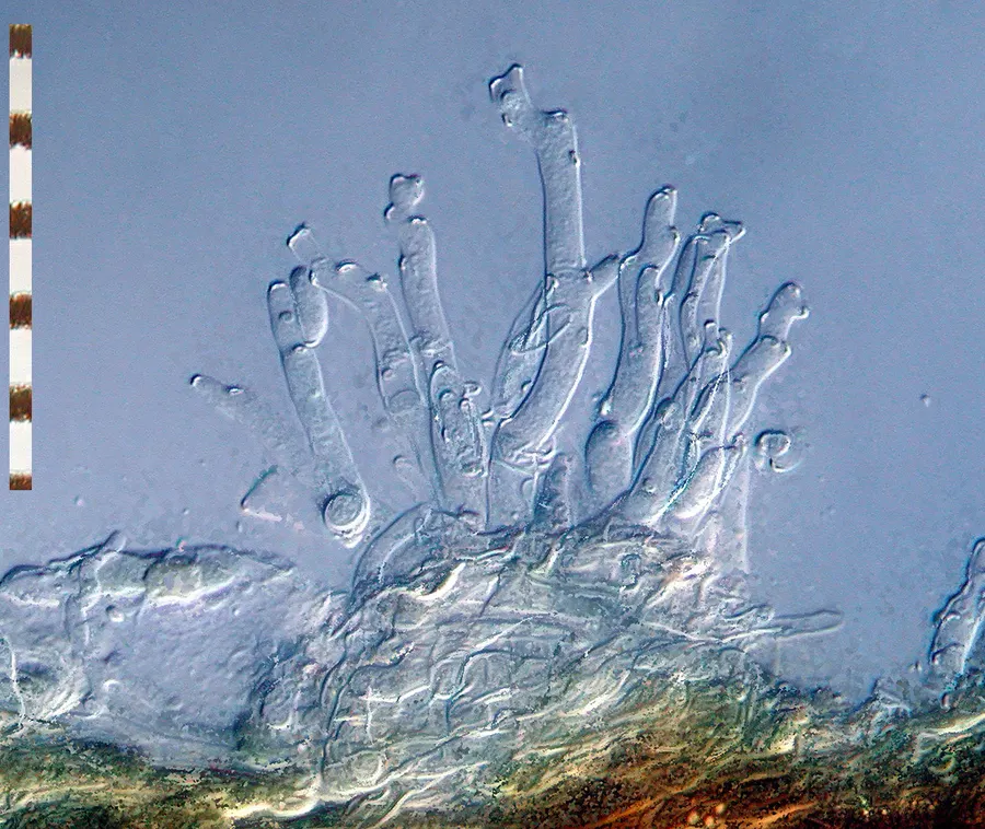 Dokumentasi Ramularia lapsanae — Fotografi