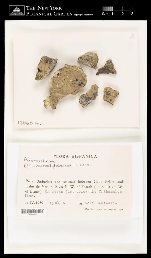 Dokumentasi Pyrenocollema elegans — Voucher herbarium