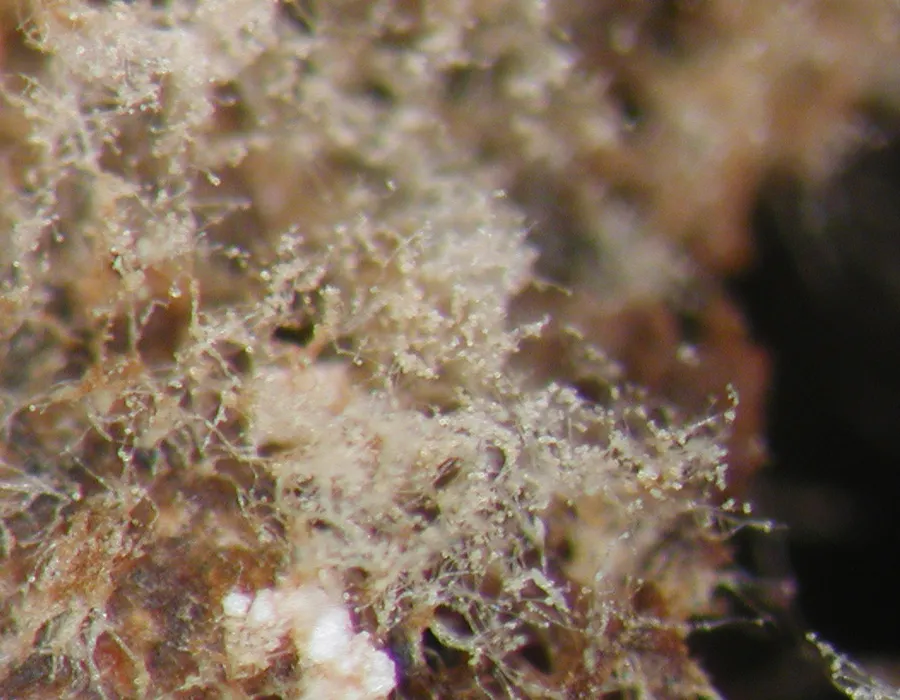 Dokumentasi Rhinotrichella globulifera — Fotografi
