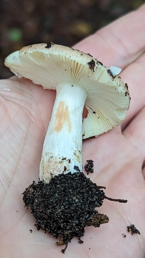 Dokumentasi Russula decipiens — Fotografi