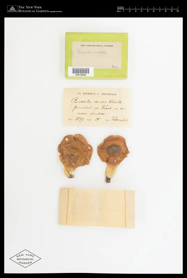 Dokumentasi Russula aurora — Voucher herbarium