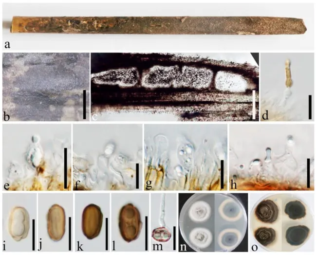 Dokumentasi Roussoella tuberculata — Pelat ilmiah