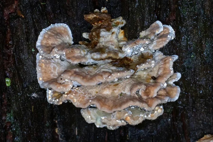 Dokumentasi Ryvardenia campyla — Fotografi