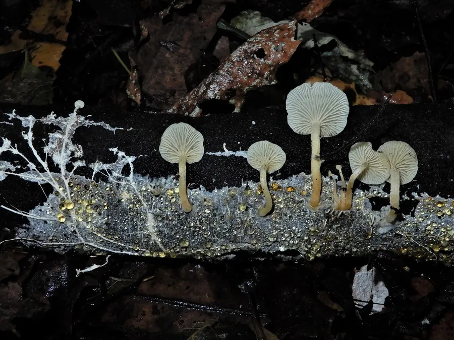 Dokumentasi Rhizocybe albida — Fotografi