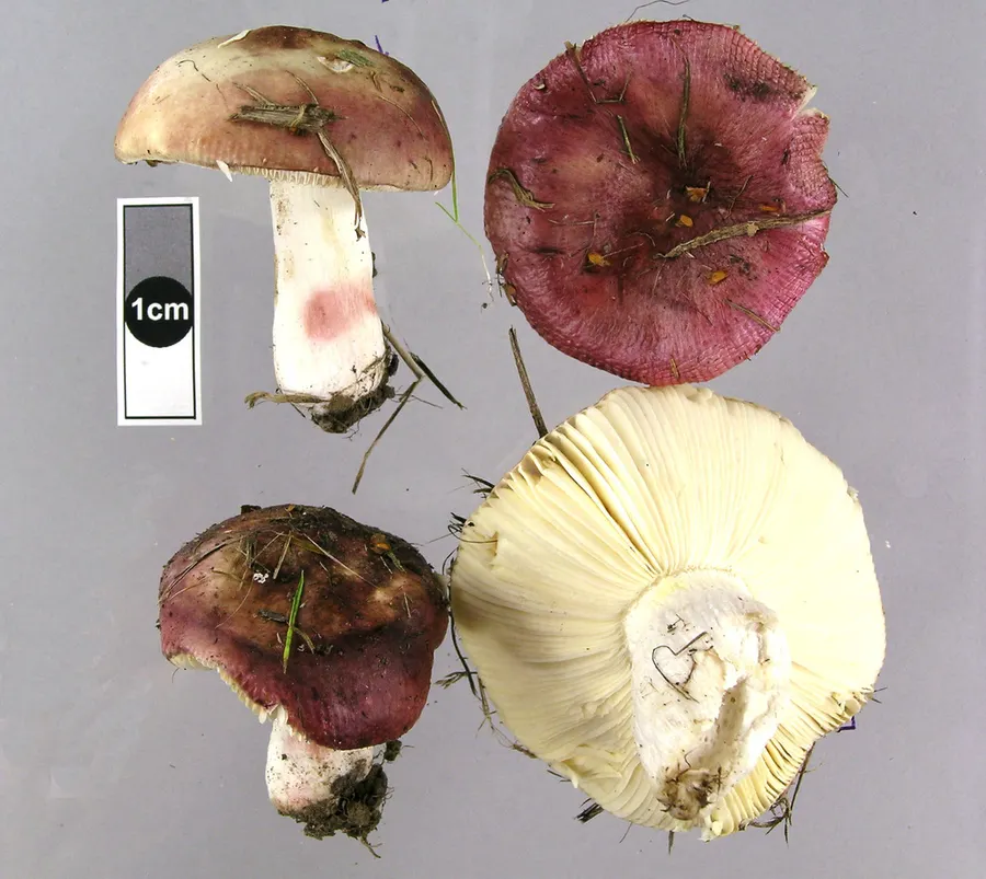 Dokumentasi Russula nitida — Fotografi