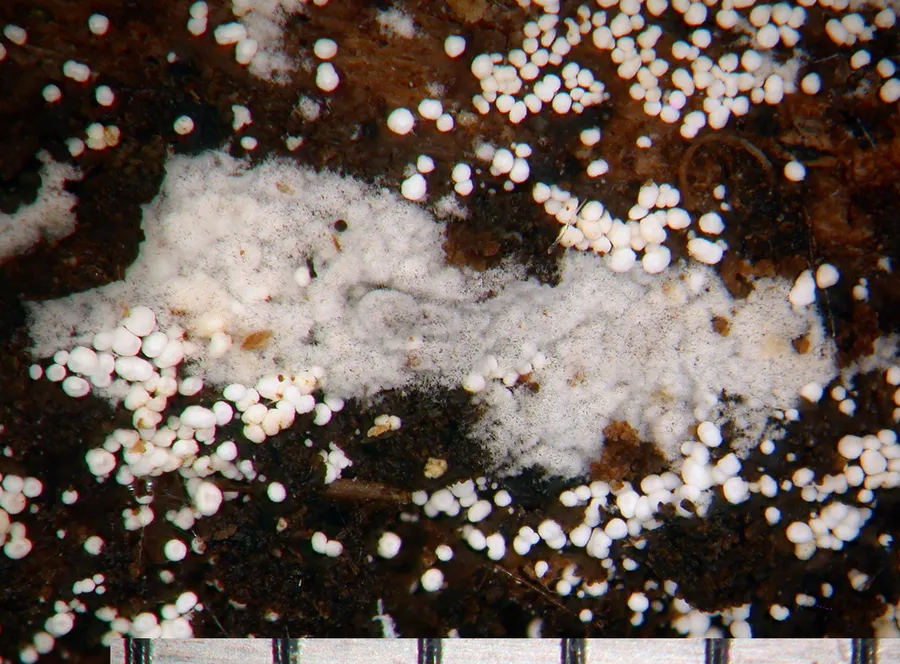 Dokumentasi Subulicystidium longisporum — Fotografi