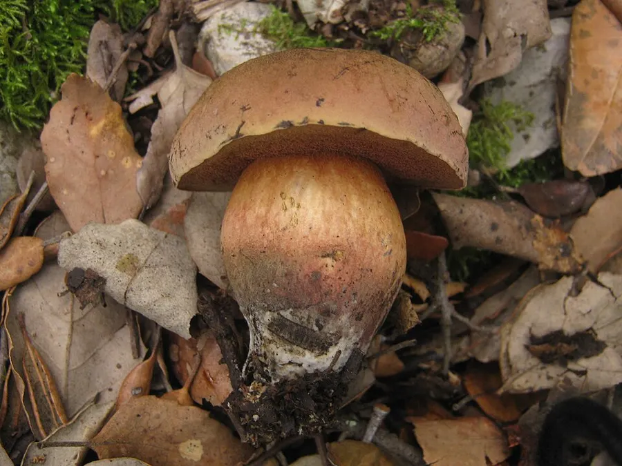 Dokumentasi Suillellus comptus — Fotografi