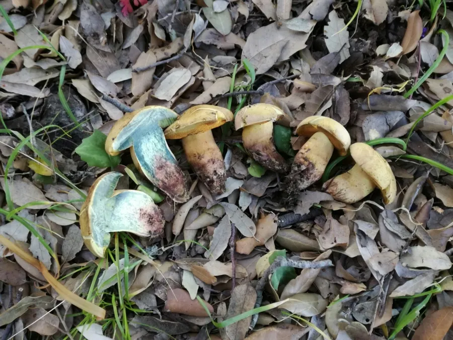 Dokumentasi Suillellus queletii — Fotografi