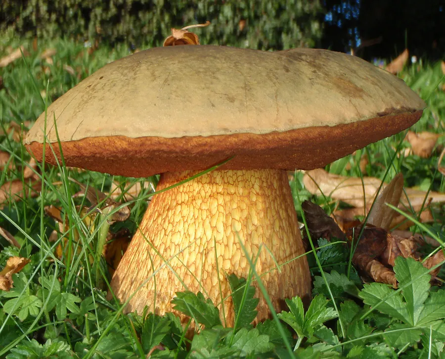 Dokumentasi Suillellus luridus — Fotografi