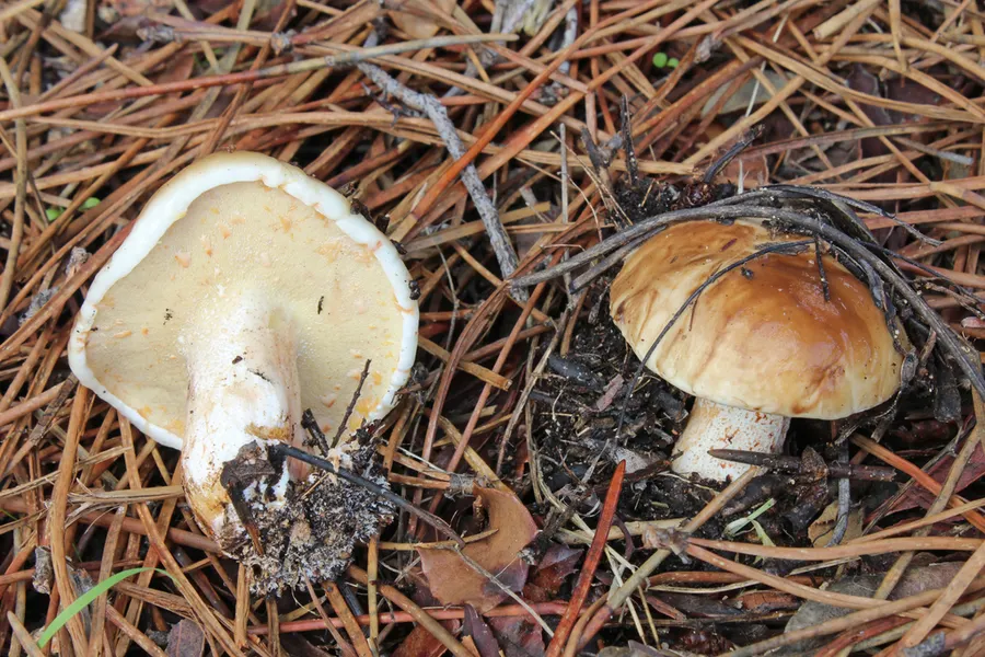 Dokumentasi Suillus bellinii — Fotografi