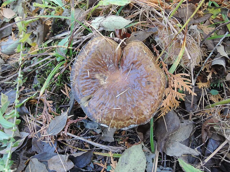 Dokumentasi Suillus serotinus — Fotografi
