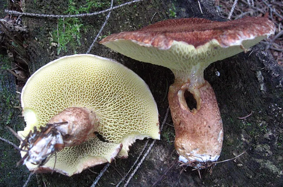 Dokumentasi Suillus cavipes — Fotografi