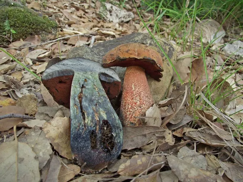 Dokumentasi Suillellus mendax — Fotografi