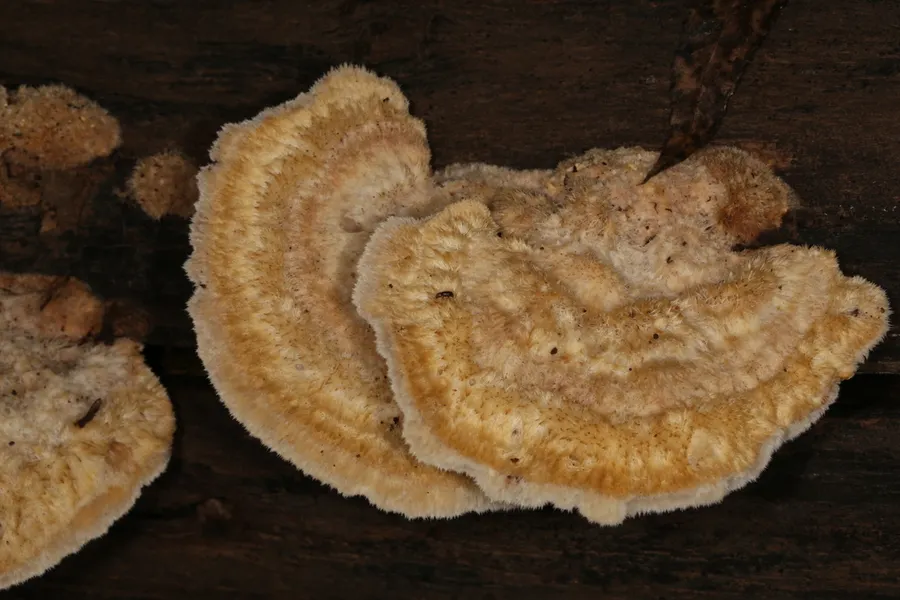 Dokumentasi Coriolopsis trogii — Fotografi