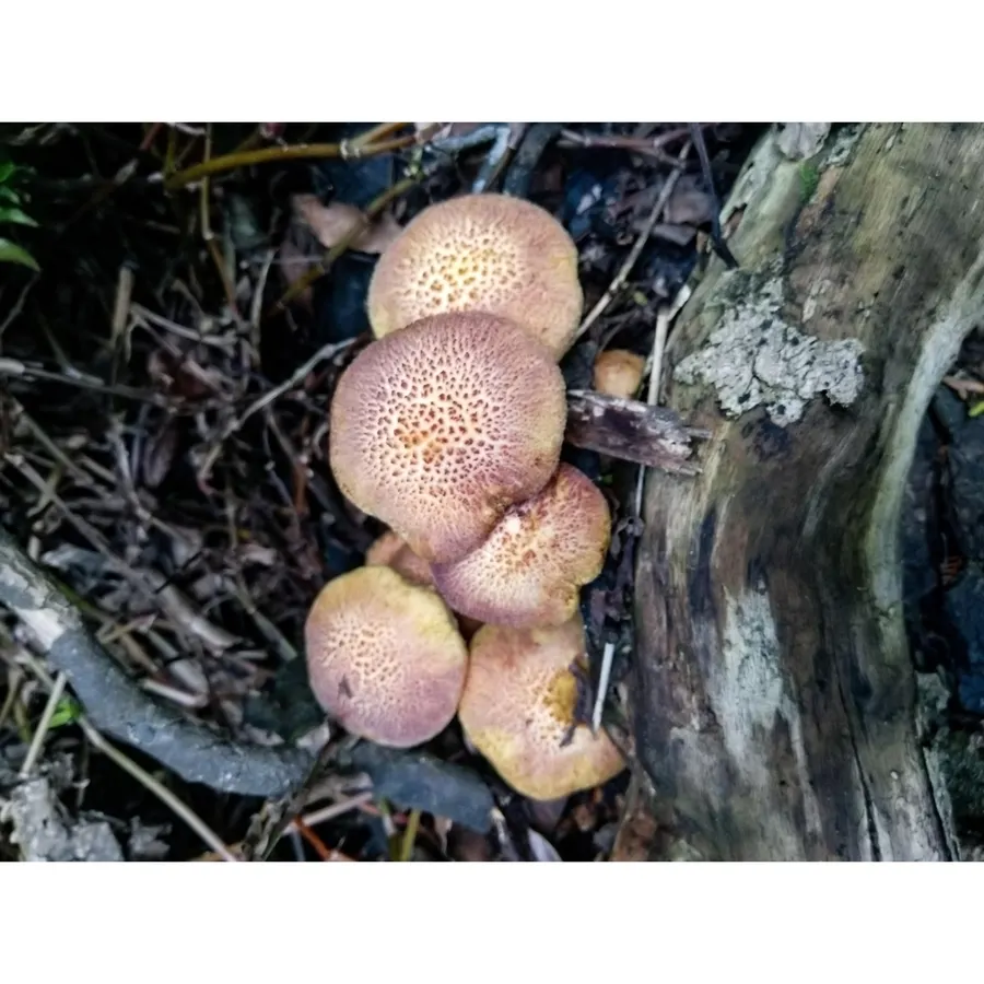 Dokumentasi Tricholomopsis ornaticeps — Fotografi
