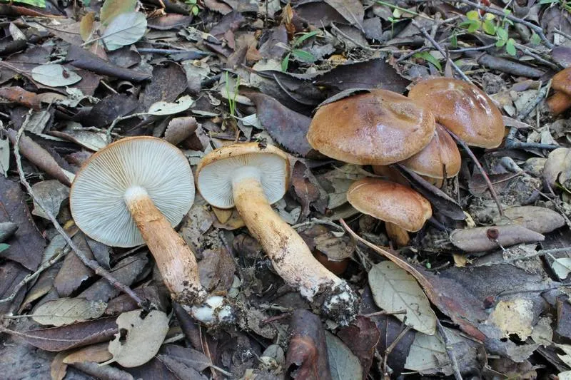 Dokumentasi Tricholoma ustaloides — Fotografi