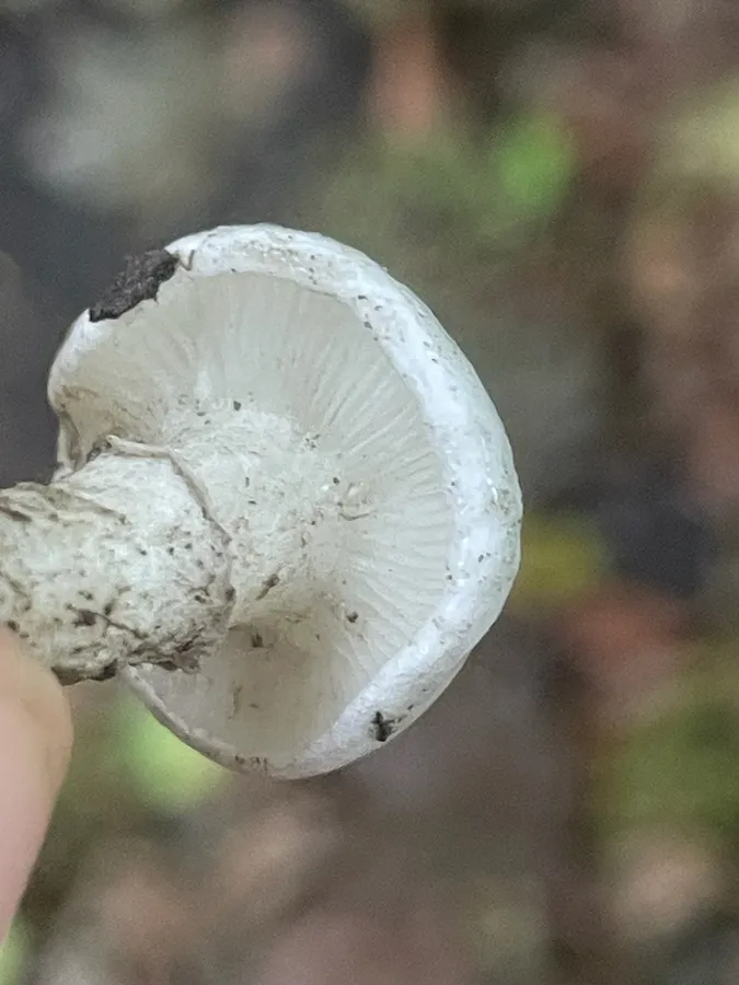 Dokumentasi Tricholomella constricta — Fotografi