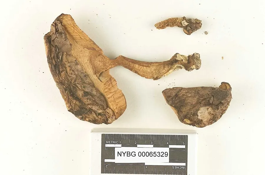 Dokumentasi Tylopilus ammiratii — Voucher herbarium