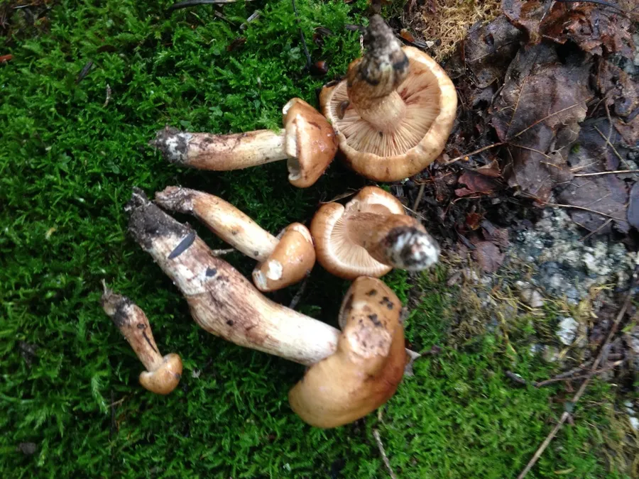 Dokumentasi Tricholoma ustale — Fotografi
