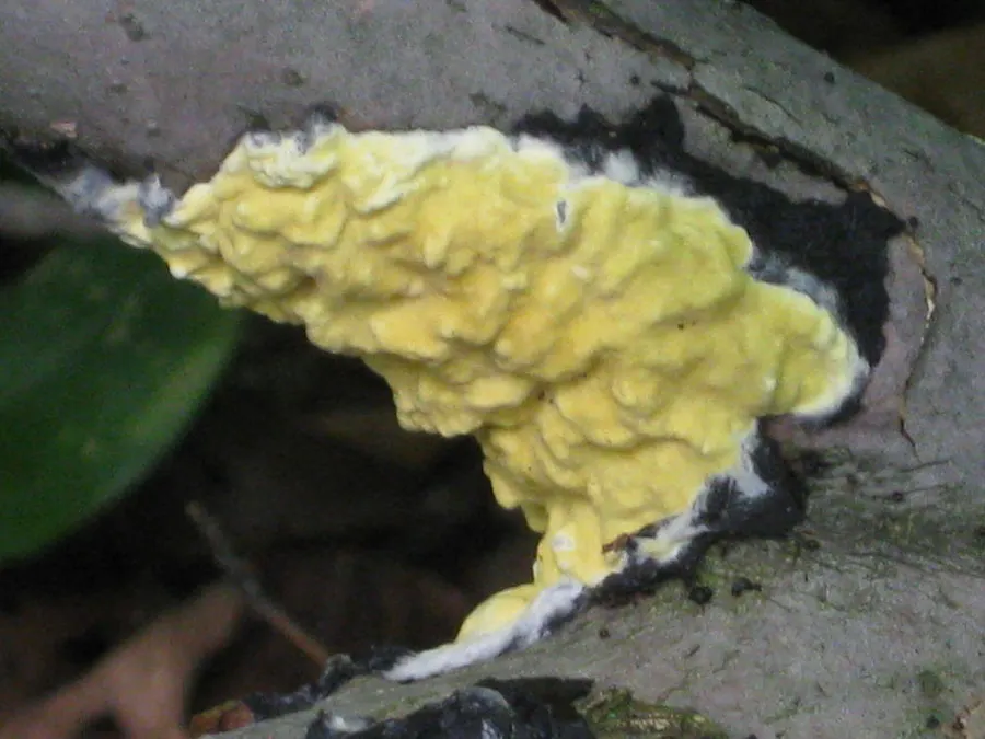 Dokumentasi Trichoderma sulphureum — Fotografi