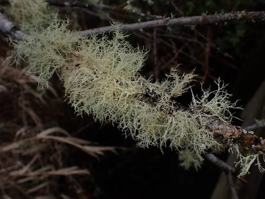 Dokumentasi Usnea glabrata — Fotografi