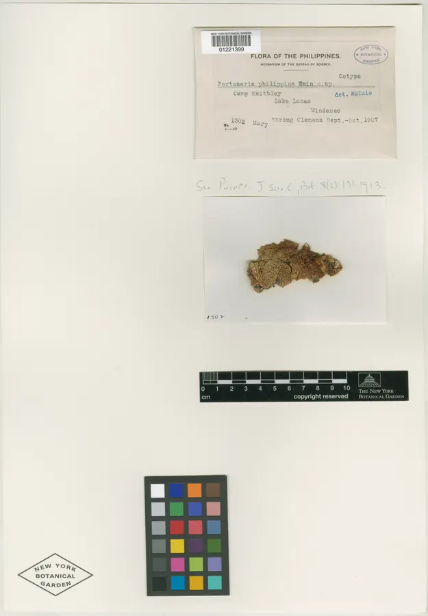 Dokumentasi Pertusaria philippina — Voucher herbarium