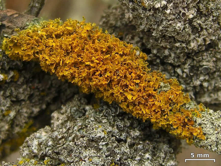 Dokumentasi Xanthomendoza oregana — Fotografi