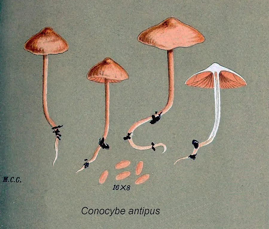 Dokumentasi Conocybe antipus — Fotografi