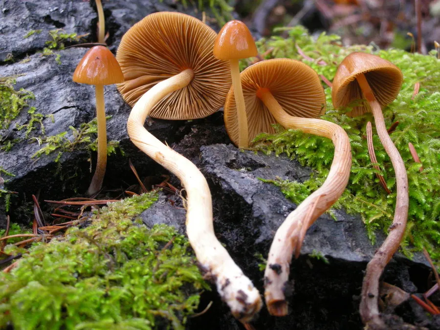 Dokumentasi Conocybe tenera — Fotografi