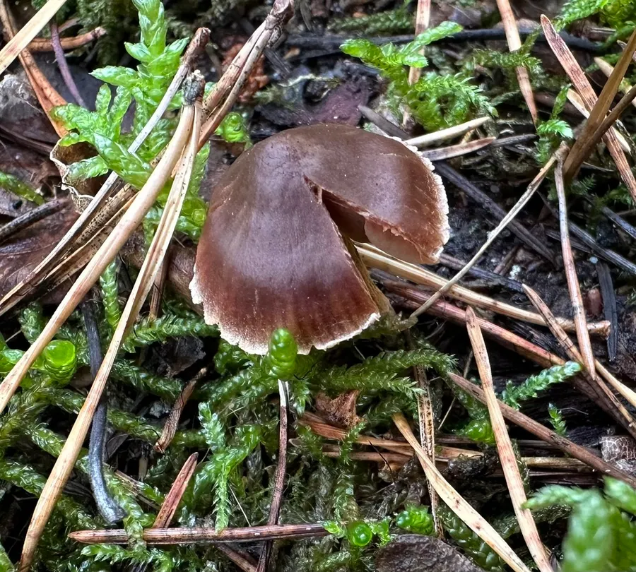 Dokumentasi Cortinarius decipiens — Fotografi