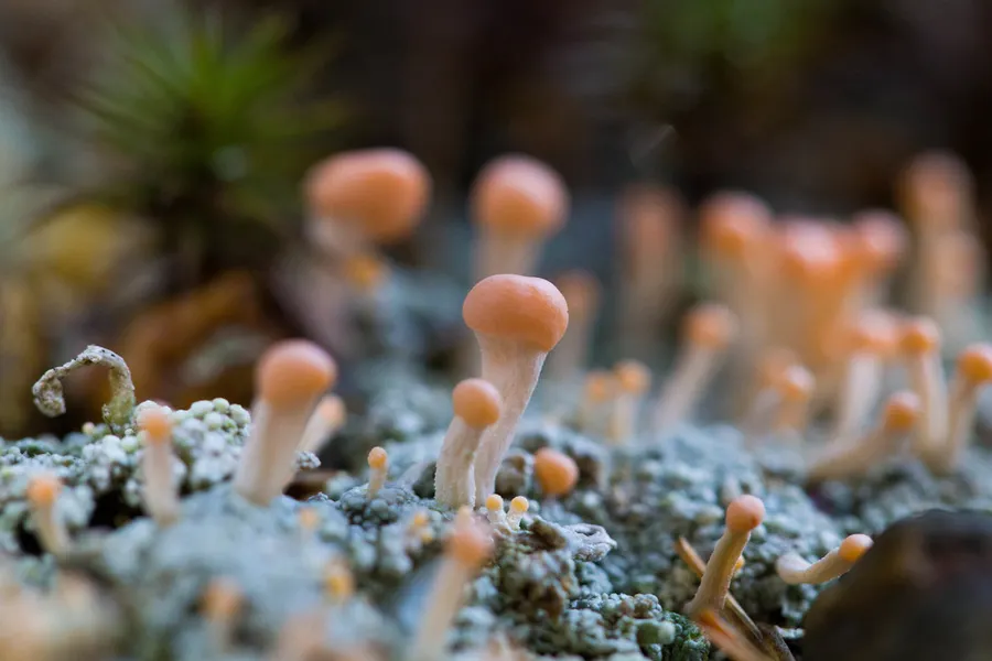 Dokumentasi Dibaeis baeomyces — Fotografi