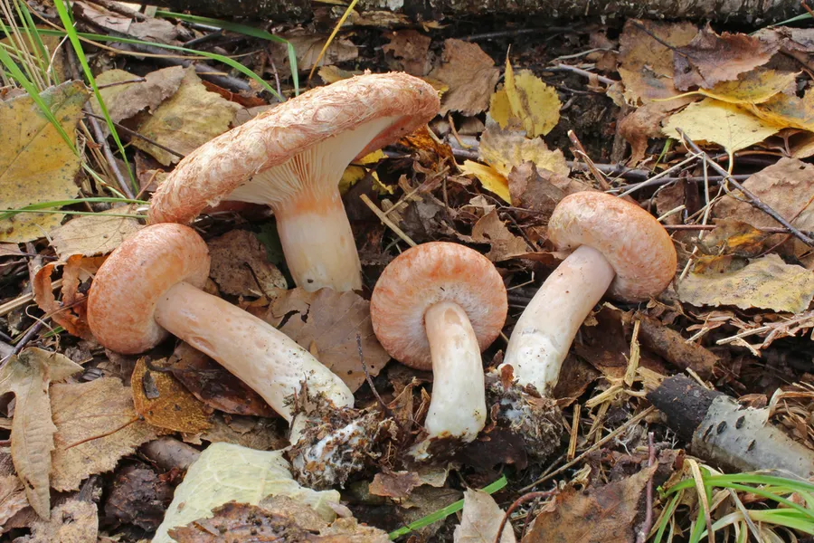 Dokumentasi Lactarius torminosus — Fotografi
