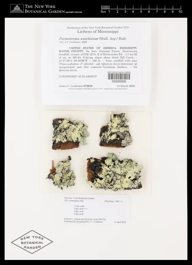 Dokumentasi Parmotrema xanthinum — Voucher herbarium